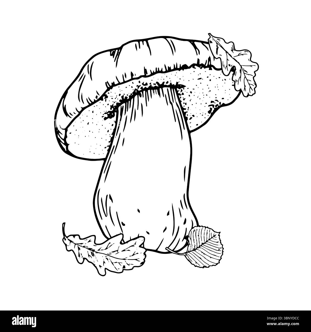 Weißer Pilz auf dickem Stiel, Eichen- und Lindenblätter, Skizze in schwarz-weißer Tinte. Vektorabbildung. Die Zeichnung ist in einem einfachen Stil, isoliert auf weiß Stock Vektor