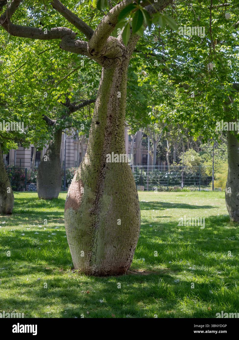 Der charakteristische Flaschenstamm eines Seidenfloss Tree (Ceiba speciosa), bekannt als Palo Borracho, in einem Park in Barcelona, Spanien. . Stockfoto