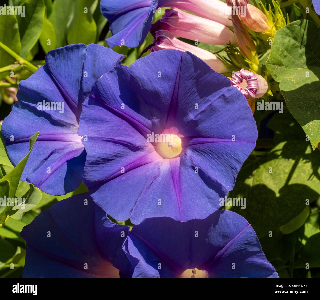 Leuchtend blau und lila Morning Glory (Ipomoea) blüht in voller Blüte, eine wunderschöne Nahaufnahme der beliebten Kletterpflanze in Barcelona, Spanien. Stockfoto