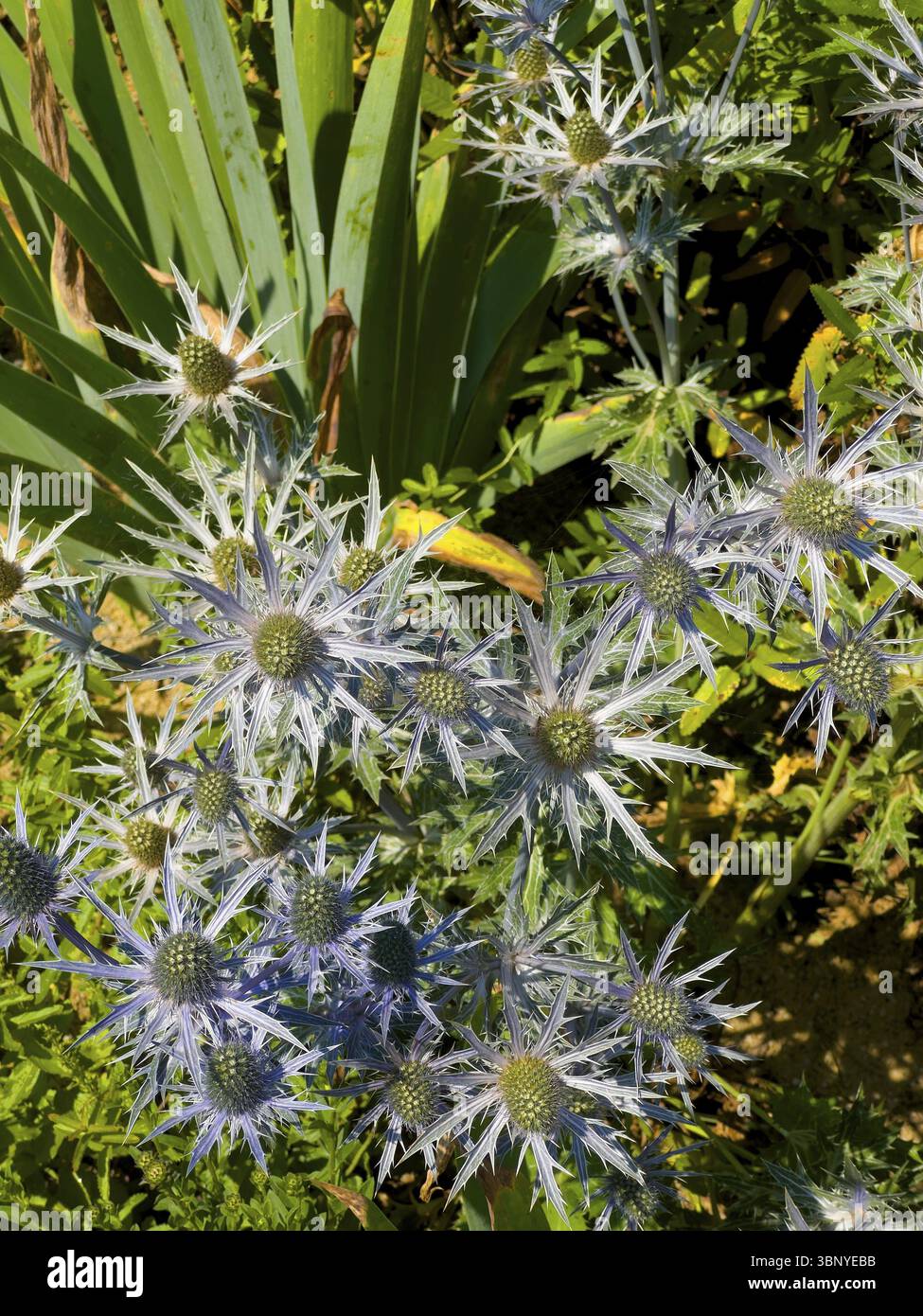 Pyrenäendistel, stechpalme aus dem Mittelmeer, Distel (Eryngium bourgatii) Stockfoto