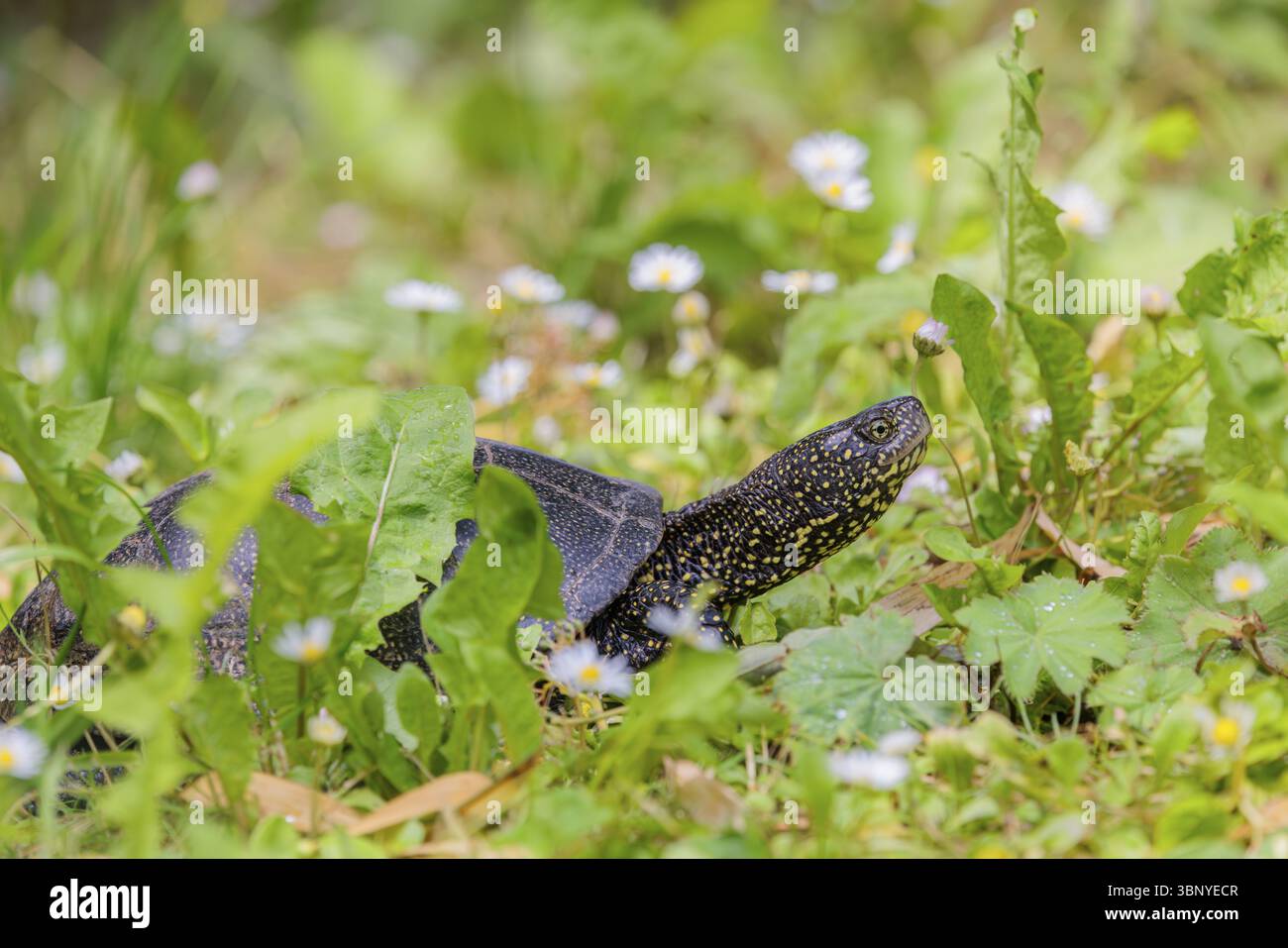 Eine europäische Teichschildkröte (Emys orbicularis), die sich durch die grüne Wiese neben dem Teich bewegt Stockfoto