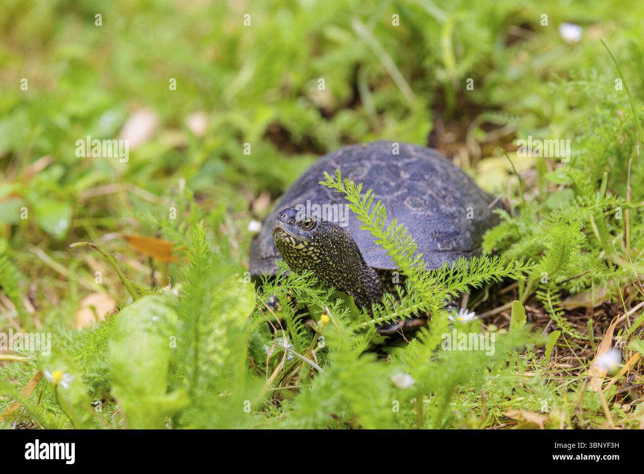 Eine europäische Teichschildkröte (Emys orbicularis), die sich durch die grüne Wiese neben dem Teich bewegt Stockfoto