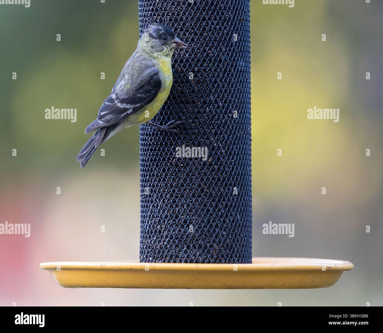 Kleiner Goldfinch, erwachsener Mann, der von einem Vogelfutter isst. McClellan Ranch Preserve, Santa Clara County, CA. Stockfoto