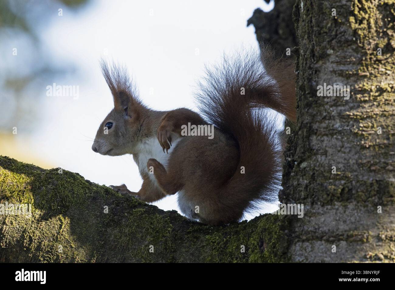 Eichhörnchen, das auf Baumstamm sitzt und links vor weißem Himmel schaut, Buchhofen, Bayern, Deutschland, Europa Stockfoto