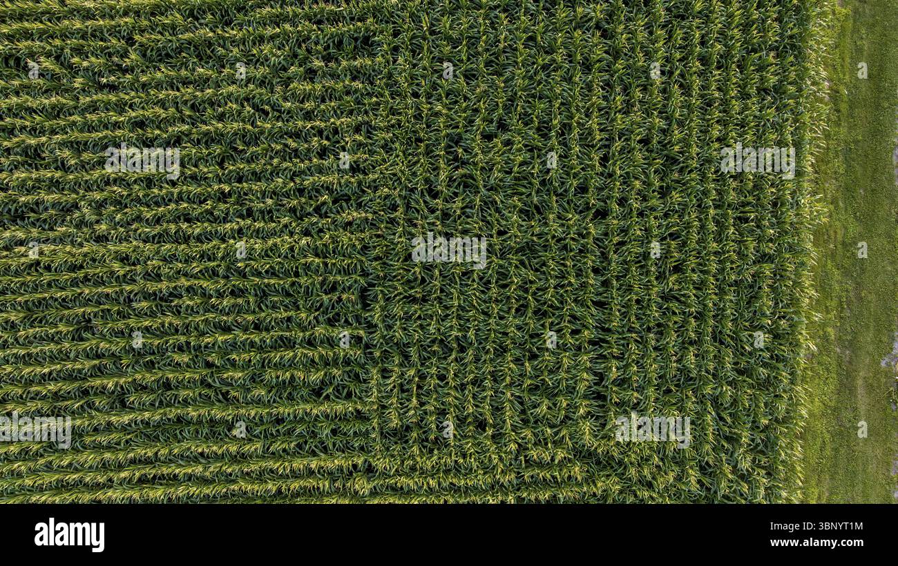 Eine nach unten gerichtete Ansicht des grünen Maisfeldes in senkrechten Reihen zueinander, an einem sonnigen Tag Stockfoto