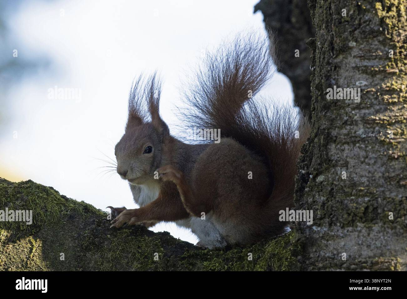 Eichhörnchen, das auf Baumstamm sitzt und links vor weißem Himmel schaut, Buchhofen, Bayern, Deutschland, Europa Stockfoto