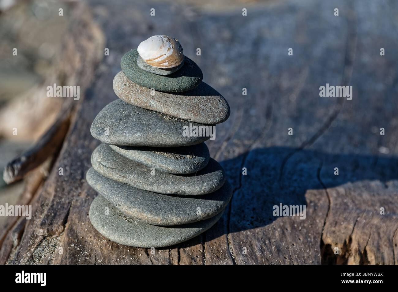 Eine Muschel sitzt auf einem Haufen flacher Steine. Die Steine sind auf einem großen Stück Holz am Strand. Stockfoto