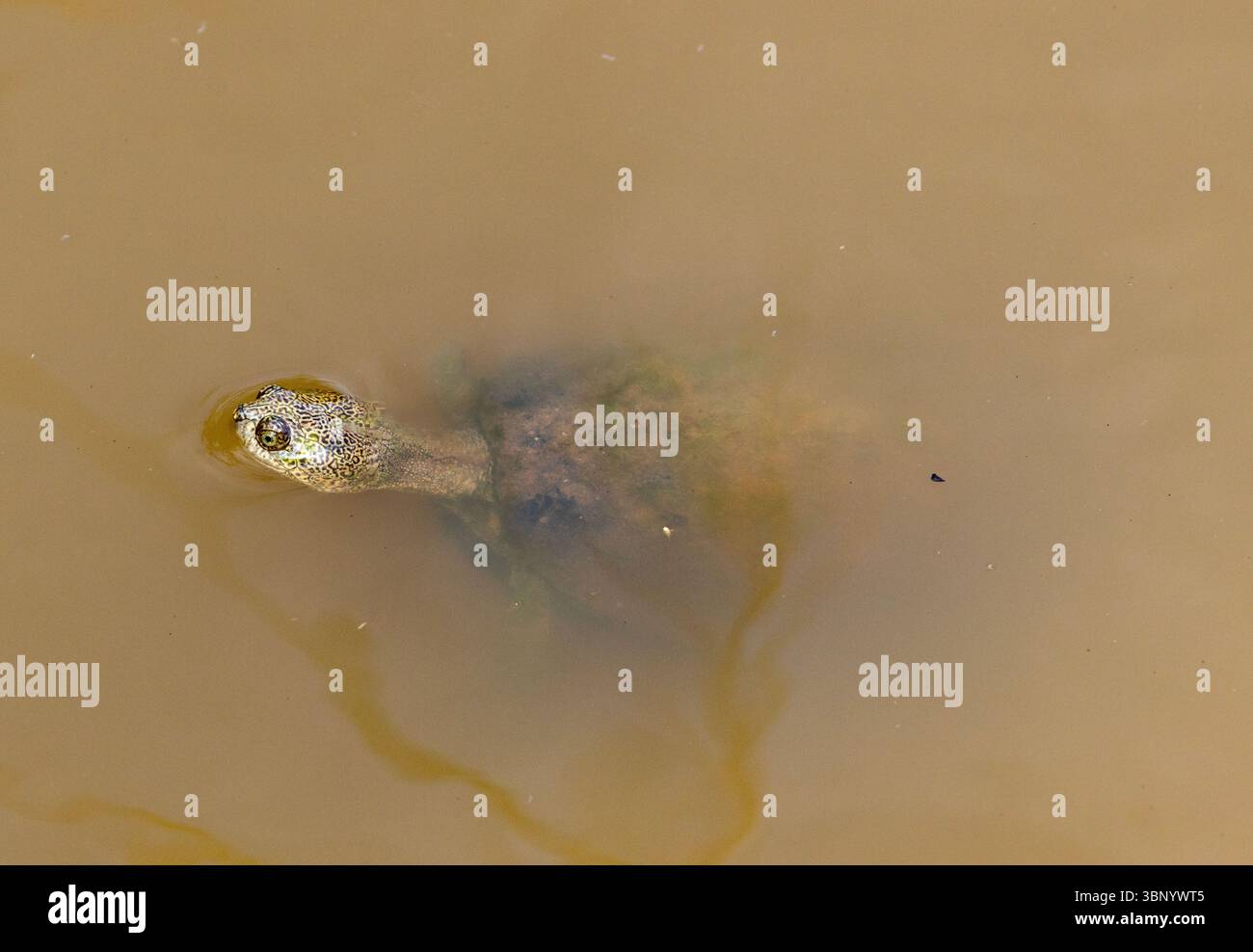 Die Gelbbauchkugel ist in kleineren Zuflüssen abseits der Hauptflüsse zu finden, wo sie die Konkurrenz größerer Verwandter vermeidet Stockfoto