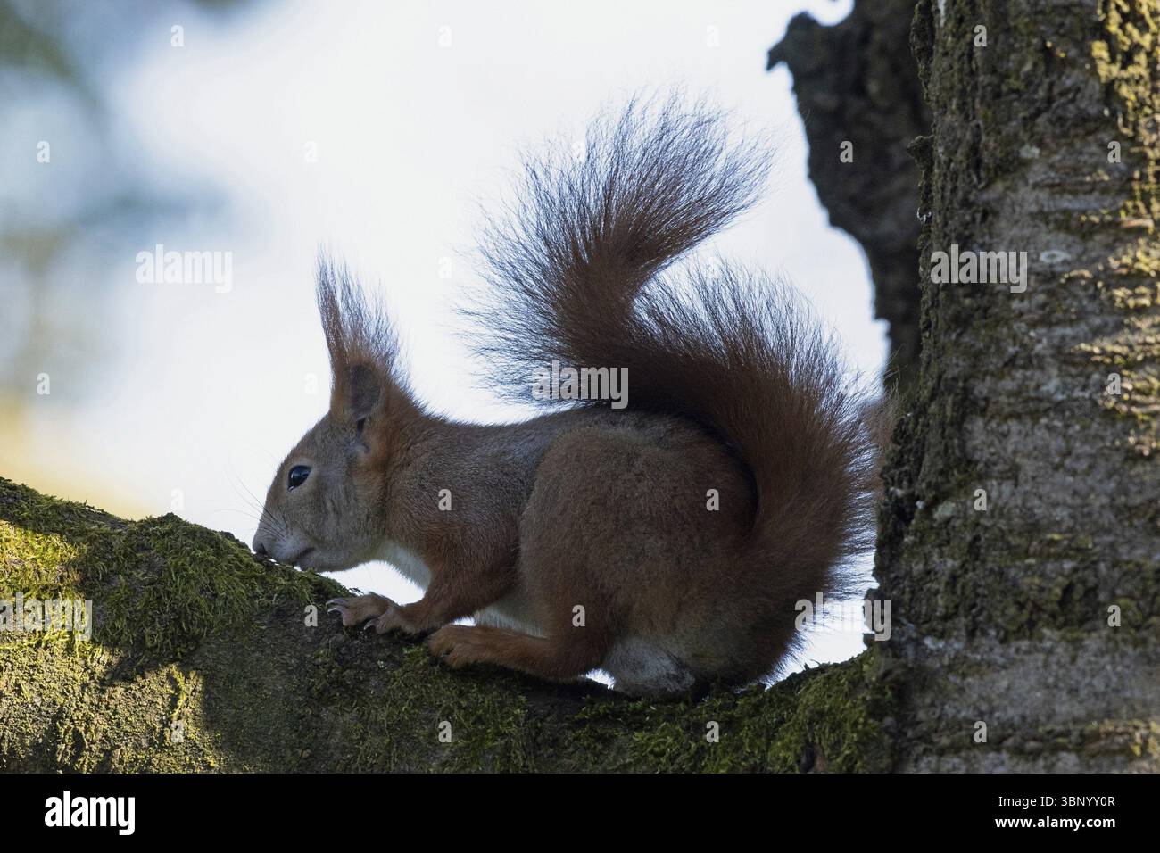 Eichhörnchen, das auf Baumstamm sitzt und links vor weißem Himmel blickt, Buchhofen, Bayern, Deutschland, Europa Stockfoto