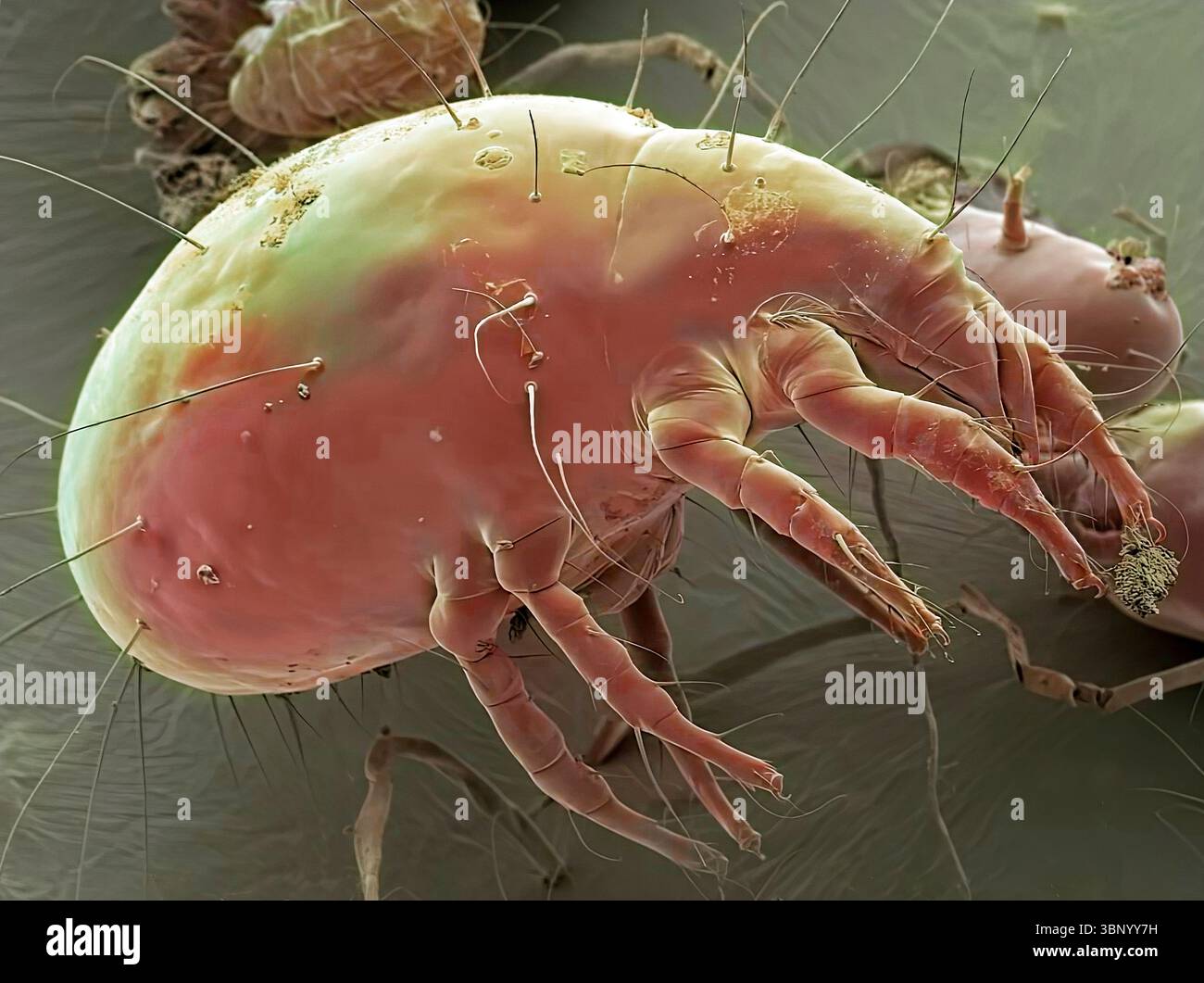 Staubmilbe. Farbige Rasterelektronenmikrographie (REM) einer Hausstaubmilbe (Dermatophagoides pteronyssinus). Millionen von Hausstaubmilben leben im Haus und ernähren sich von Hautzellen. Sie leben hauptsächlich in Möbeln und sind in der Regel harmlos. Ihre Exkremente und toten Körper können jedoch bei empfindlichen Personen allergische Reaktionen auslösen. Der Lebenszyklus der Hausstaubmilben vom Ei bis zum Erwachsenen dauert etwa einen Monat, reife weibliche Milben können ab 1-2 Eier pro Tag legen. Erwachsene Milben können bis zu zwei Monate leben. Vergrößerung: 30 x bei Druck mit einer Breite von 10 Zentimetern. Stockfoto