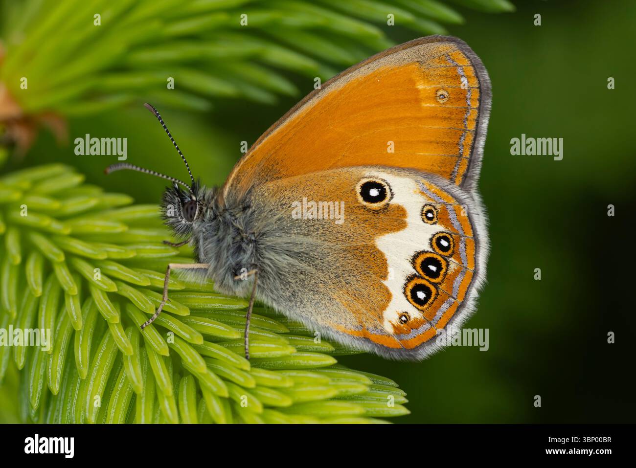 Perlheide (Coenonympha arcania), die auf einer frischen grünen Fichte (Picea abies) thront Stockfoto