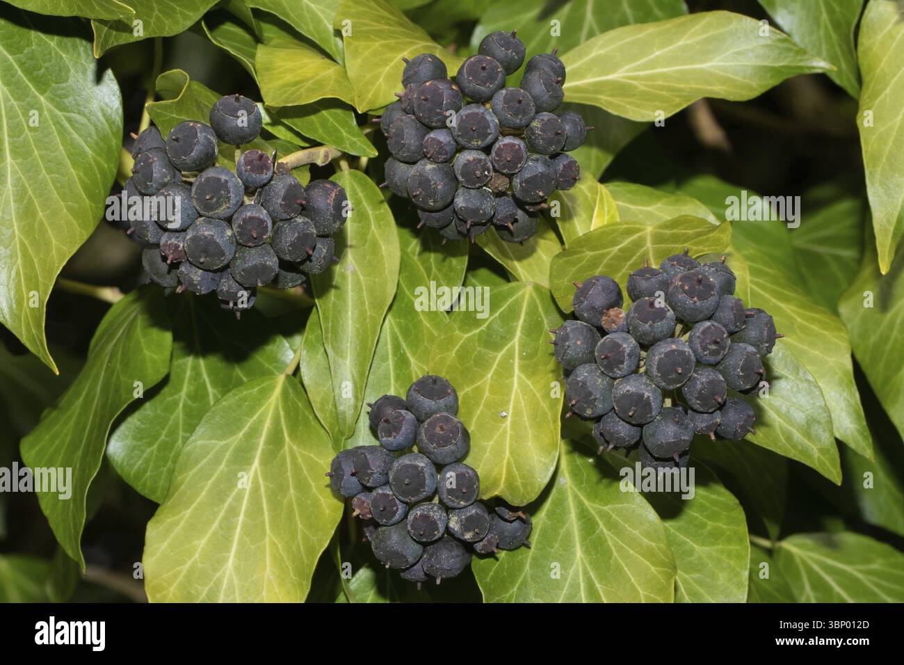 elefantenohr pflanzen Elefantenohr (Alocasia portodora) kaufen