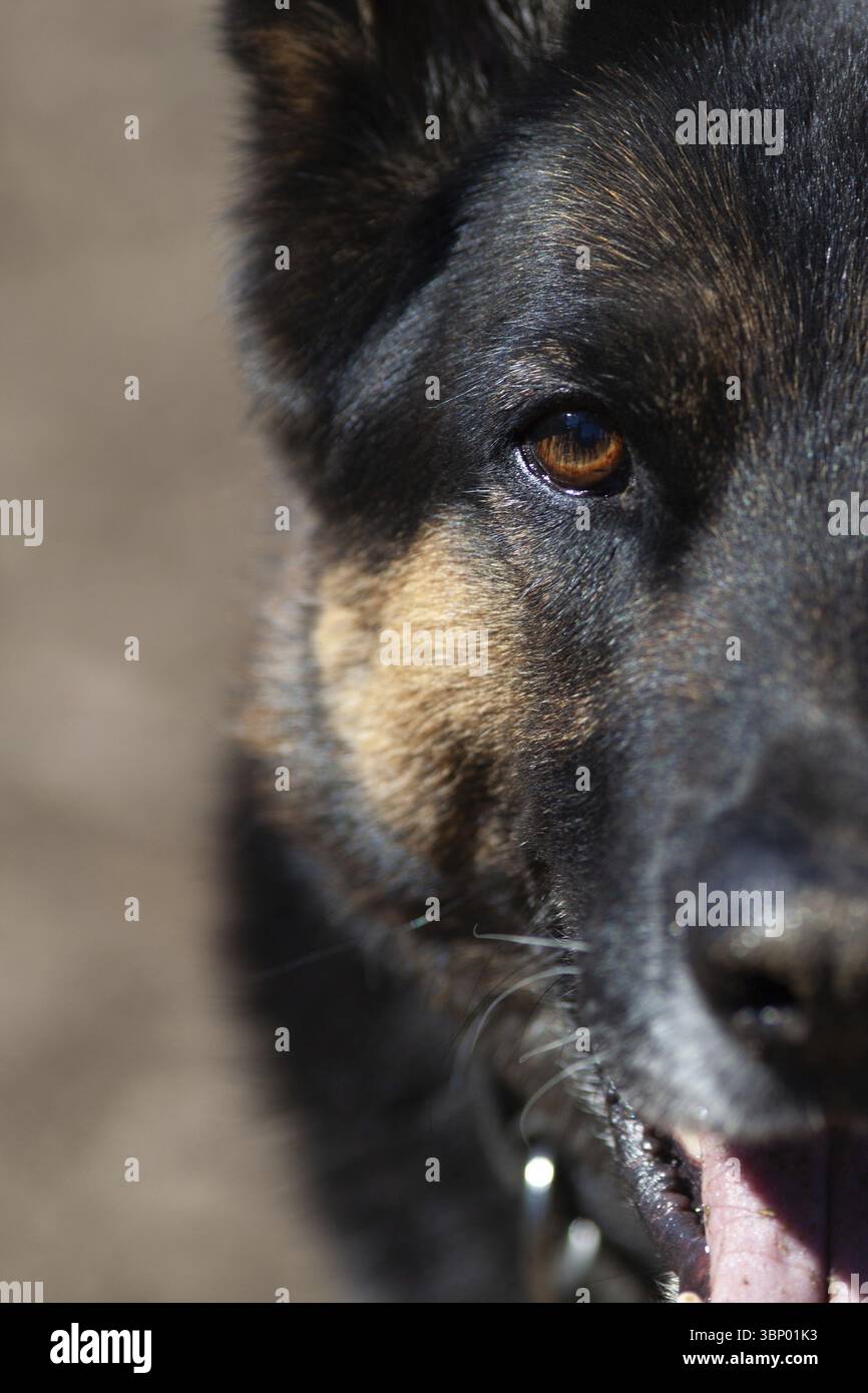 Schäferhund halbfrontale Nahaufnahme, geschnittenes Gesicht mit Augenfokus, detaillierte Fellstruktur, scharfe Ohren, intensiver Blick, starker und stolzer Ausdruck Stockfoto
