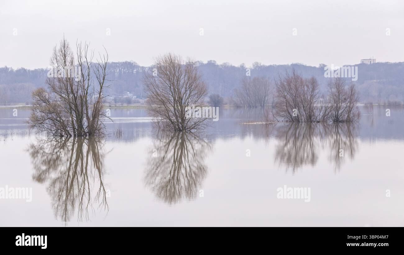 Überflutete Bäume in Auen entlang des Rheins bei Wageingen und Renkum im Gelderland in den Niederlanden Stockfoto