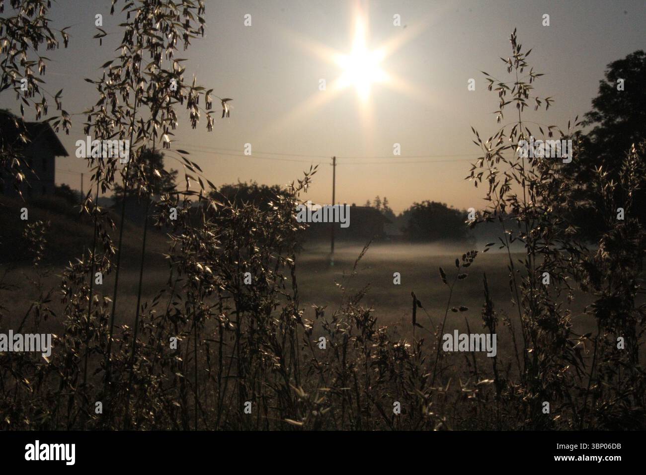 HAAG IN OBERBAYERN - 31. MAI 2025: Die Morgensonne scheint über einer ländlichen Landschaft mit hinterleuchteten Pflanzen und schwachem Nebel in der Nähe von Wohnhäusern Stockfoto HAAG IN OBERBAYERN - 31. MAI 2025: Die Morgensonne scheint über einer ländlichen Landschaft mit hinterleuchteten Pflanzen und schwachem Nebel in der Nähe von Wohnhäusern Stockfoto