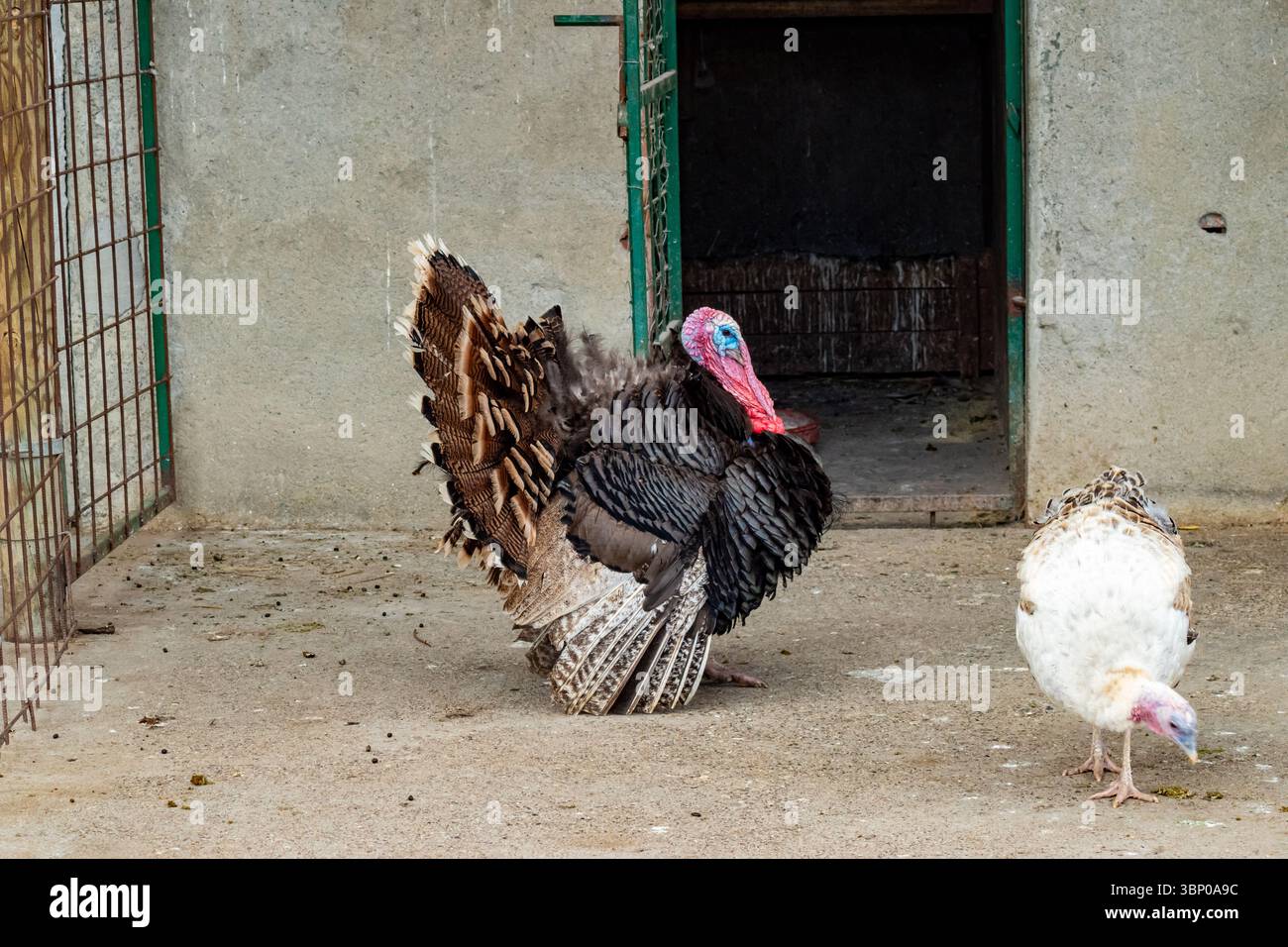 Stolzer männlicher truthahn zeigt Pufffedern, während Weibchen in der Nähe eines umzäunten Vogelbuches spazieren Stockfoto