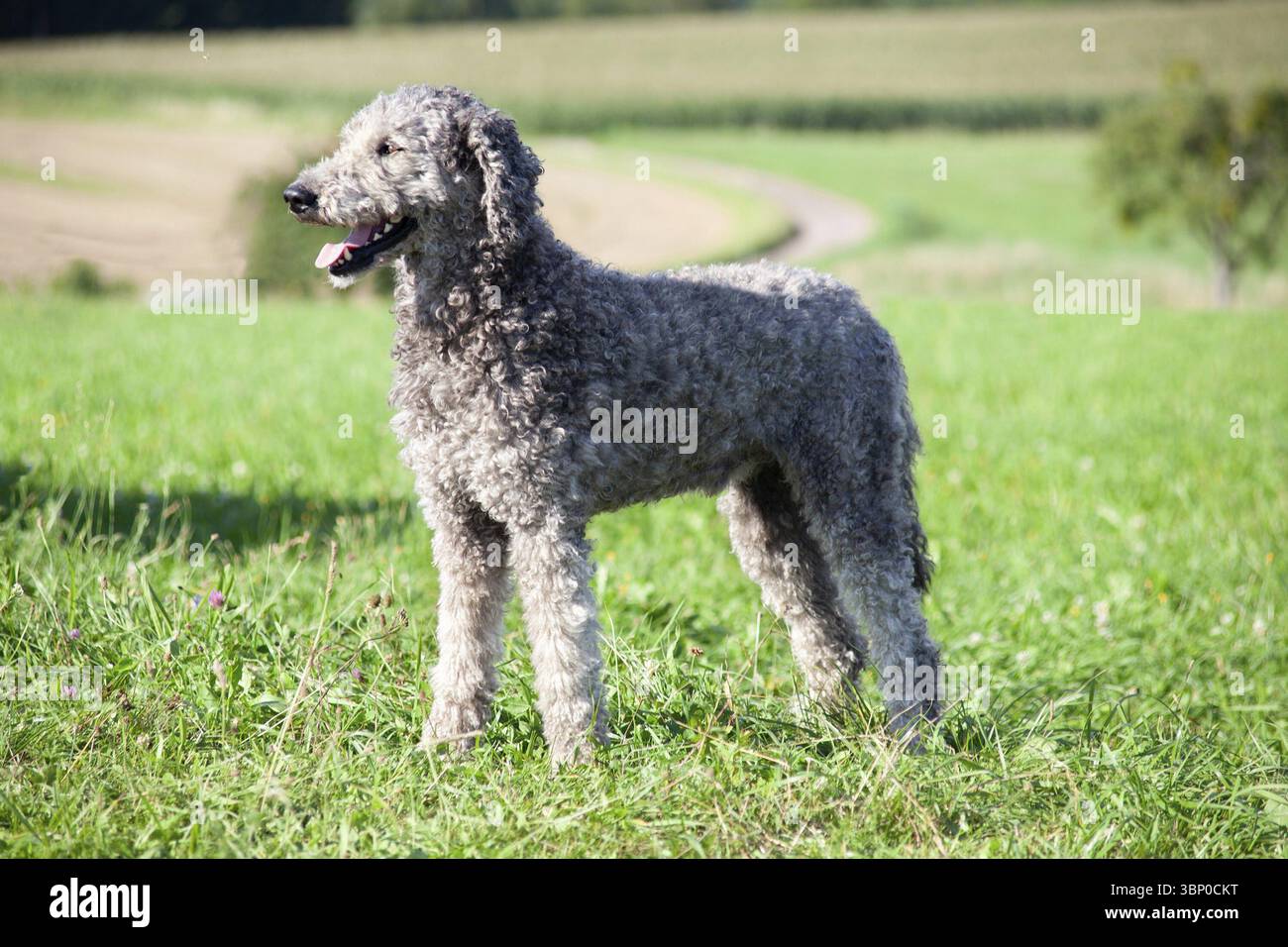 Pudelhund-Porträt mit Naturhaar. Unbeschnittenes Fell Stockfoto