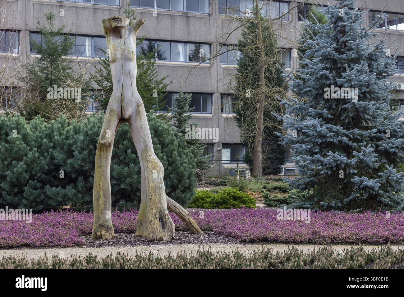 Wageningen, Niederlande - 21. Januar 2021: Holzfigur eines weiblichen Körpers im öffentlichen Arboretum de Dreijen in Wageningen in Thre Netherlands, W Stockfoto