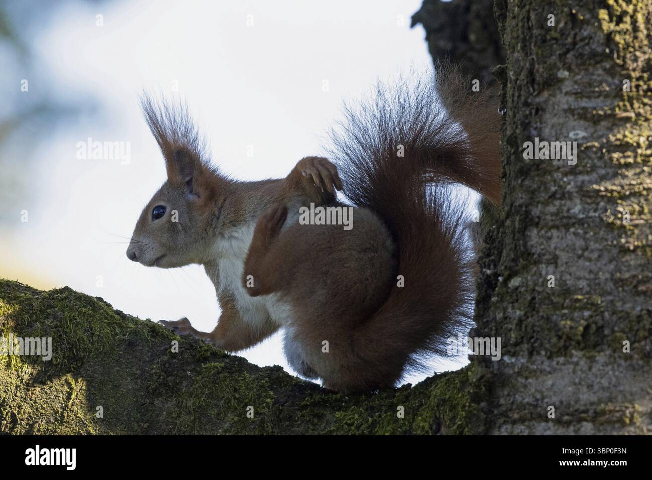 Eichhörnchen, das auf Baumstamm sitzt und links vor weißem Himmel schaut, Buchhofen, Bayern, Deutschland, Europa Stockfoto