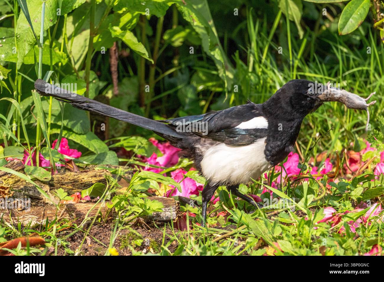Magpie versucht eine Maus zu schlucken Stockfoto