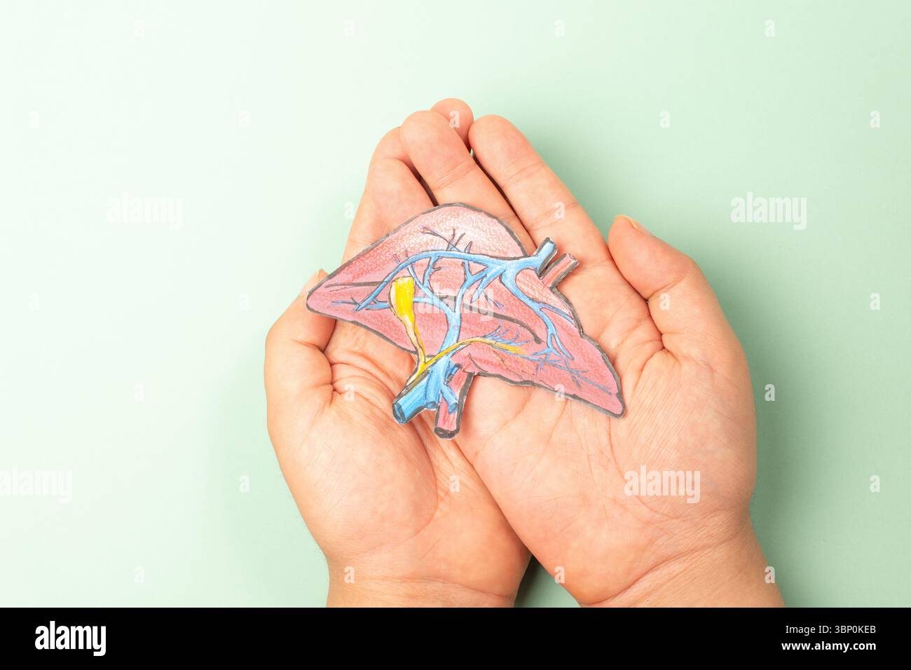 Leberorgan, Hepatitis-Infektion Krankheit, Diagnose von Krebs, Zirrhose Gesundheit Problem, alkoholische Fettleber Stockfoto