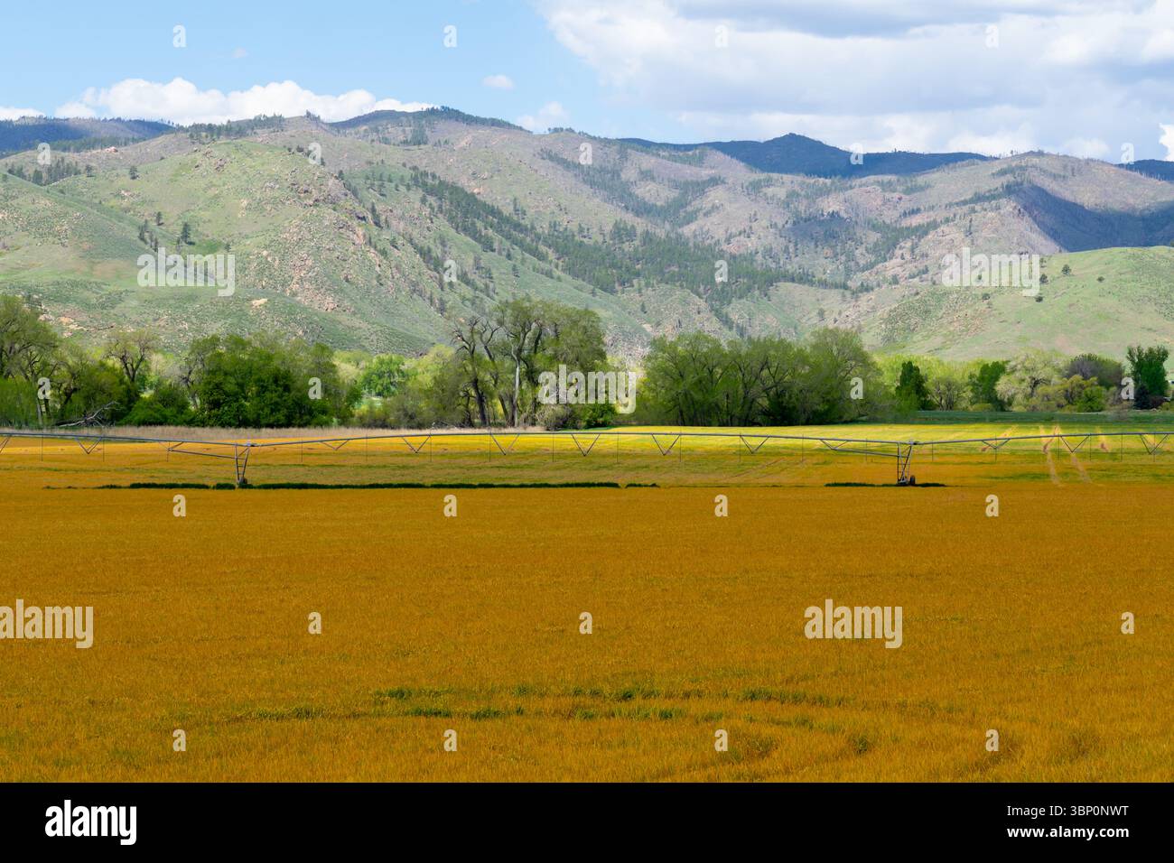 Goldenes Feld und grünes Gras mit Bergen im Hintergrund. Stockfoto