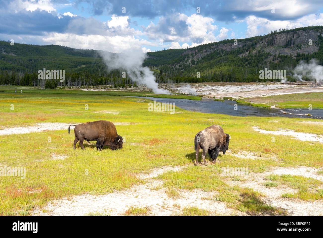 Zwei amerikanische Bisons (Bison Bison) essen Gras im Yellowstone National Park, Wyoming, USA. Stockfoto