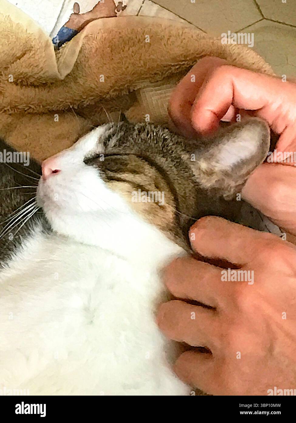 Hände massieren eine schläfrige Katze. Stockfoto