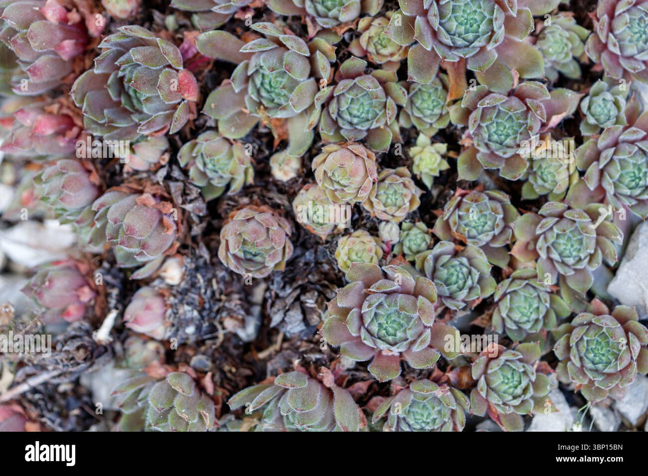 Nahaufnahme von Sempervivum-Pflanzen in unterschiedlicher Größe, dicht verpackt mit getrocknetem Laub und hellen Felsenakzenten. Stockfoto