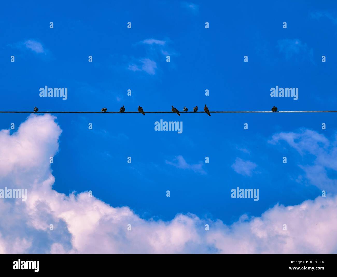 Lebendiger blauer Himmel mit Vögeln auf Draht, minimalistischer Natur Hintergrund, perfekt für Hintergrundbilder, Bildschirmschoner, soziale Medien, Web-Design-, Werbe- und Digital-Marketing-Projekte Stockfoto