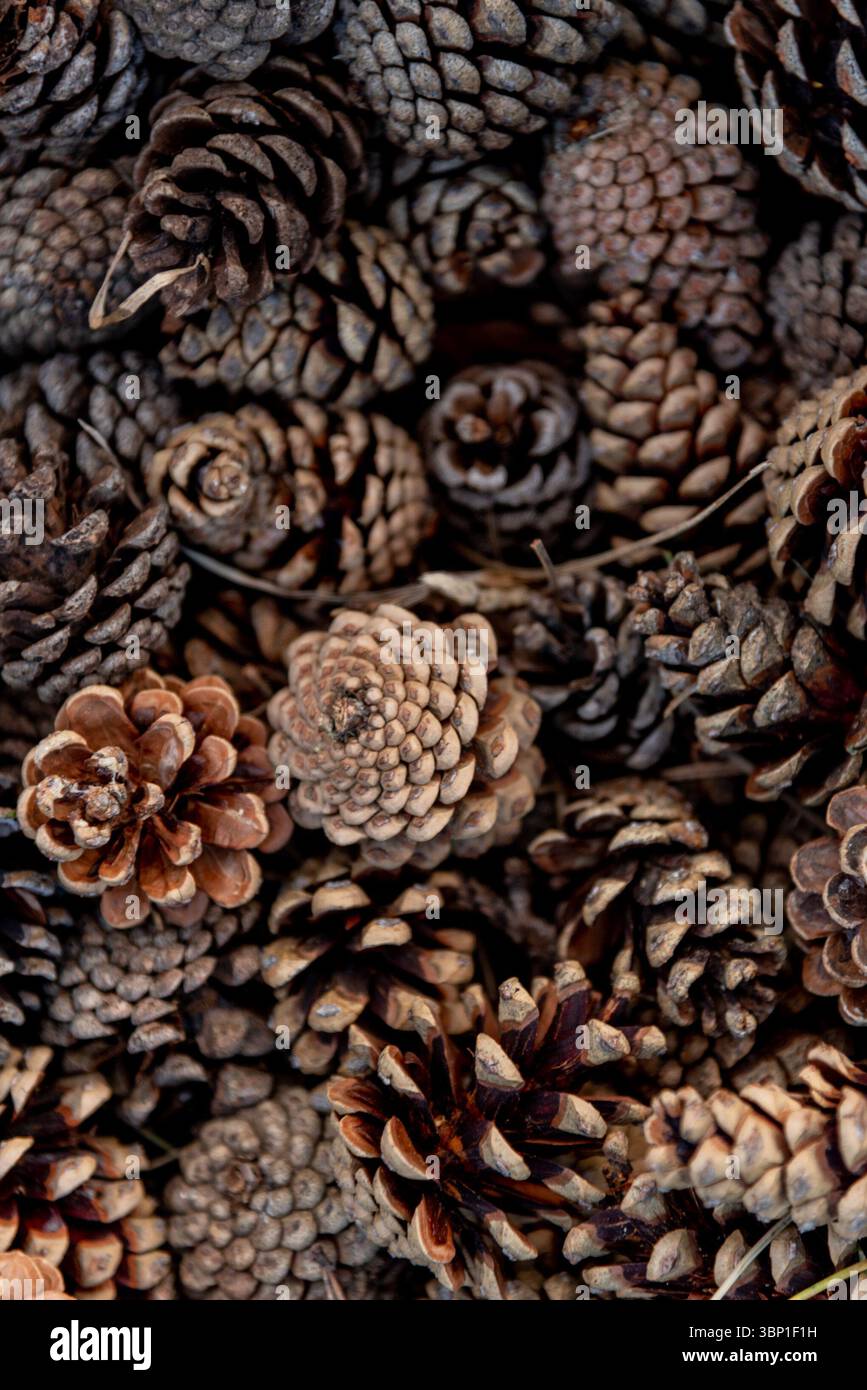 Dunkles Holz Kiefernkegel Textur, verarbeitetes Holz Muster Hintergrund Design Stockfoto