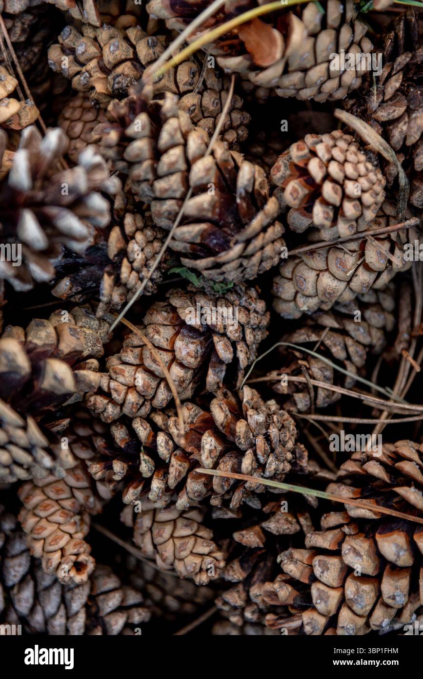 Dunkles Holz Kiefernkegel Textur, verarbeitetes Holz Muster Hintergrund Design Stockfoto