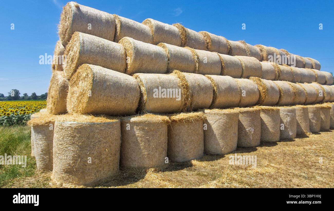 Große, ordentlich gestapelte runde Heuballen auf einem trocken geernteten Feld unter klarem blauem Himmel. Ländliche Landwirtschaftsszene im Sommer mit goldenen Tönen, Ackerland, Stockfoto