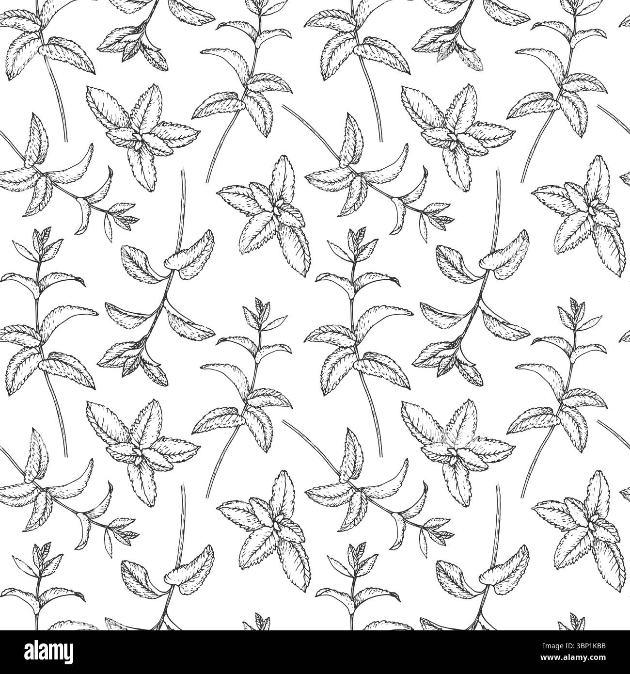 Nahtloses Muster von Mint-Zweigen. Vektor Ornament Hand gezeichnet mit Tinte Stock Vektor