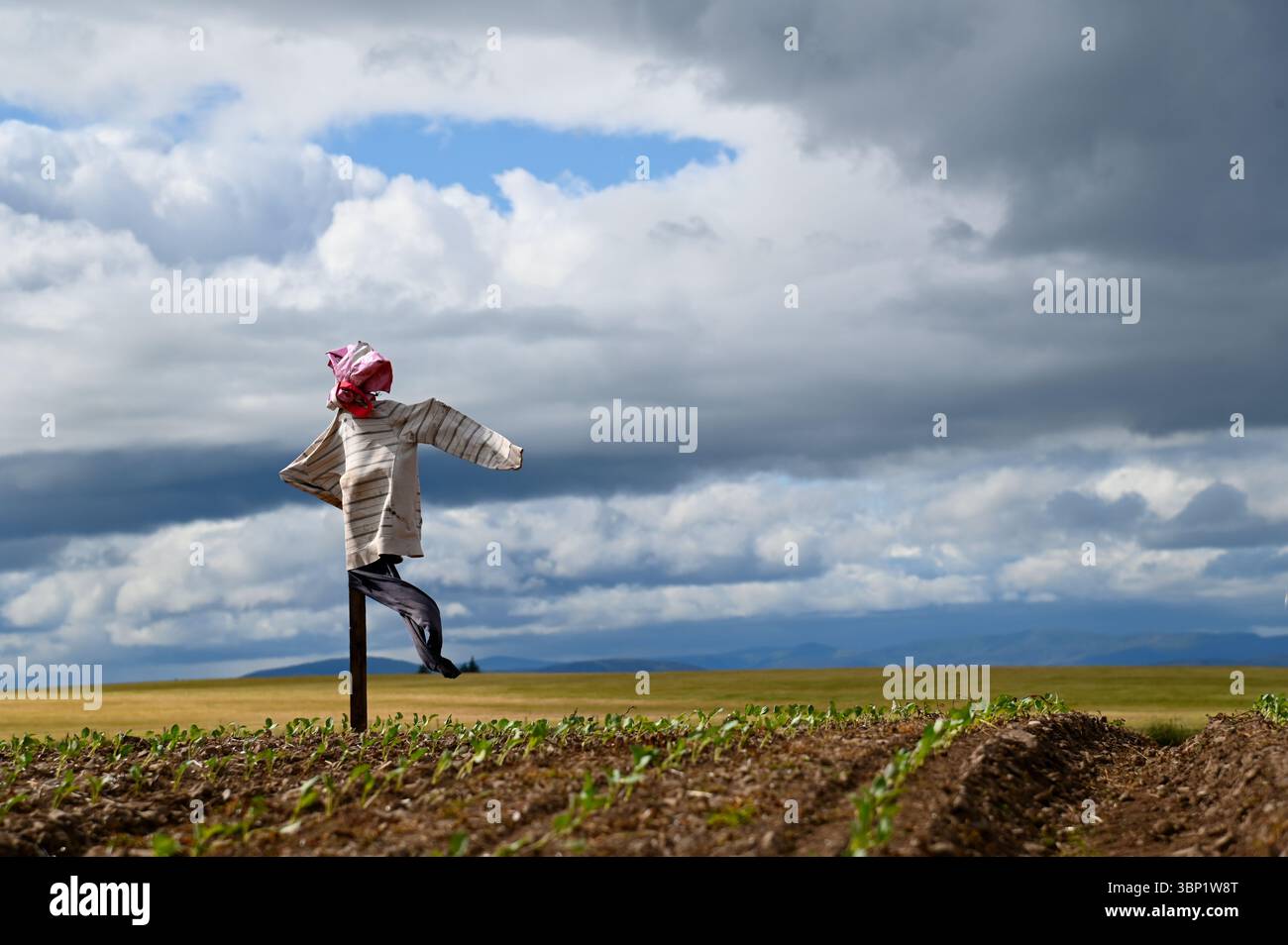 Eine isolierte Vogelscheuche auf einem Hügel bewacht an einem windigen Tag eine Gemüseernte auf einem Feld in Angus, Schottland. Stockfoto
