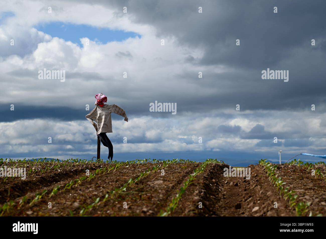 Eine isolierte Vogelscheuche auf einem Hügel bewacht an einem windigen Tag eine Gemüseernte auf einem Feld in Angus, Schottland. Stockfoto