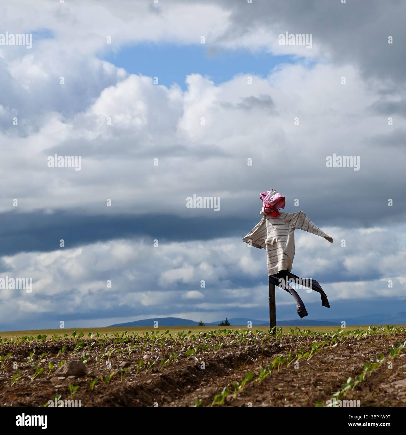 Eine isolierte Vogelscheuche auf einem Hügel bewacht an einem windigen Tag eine Gemüseernte auf einem Feld in Angus, Schottland. Stockfoto