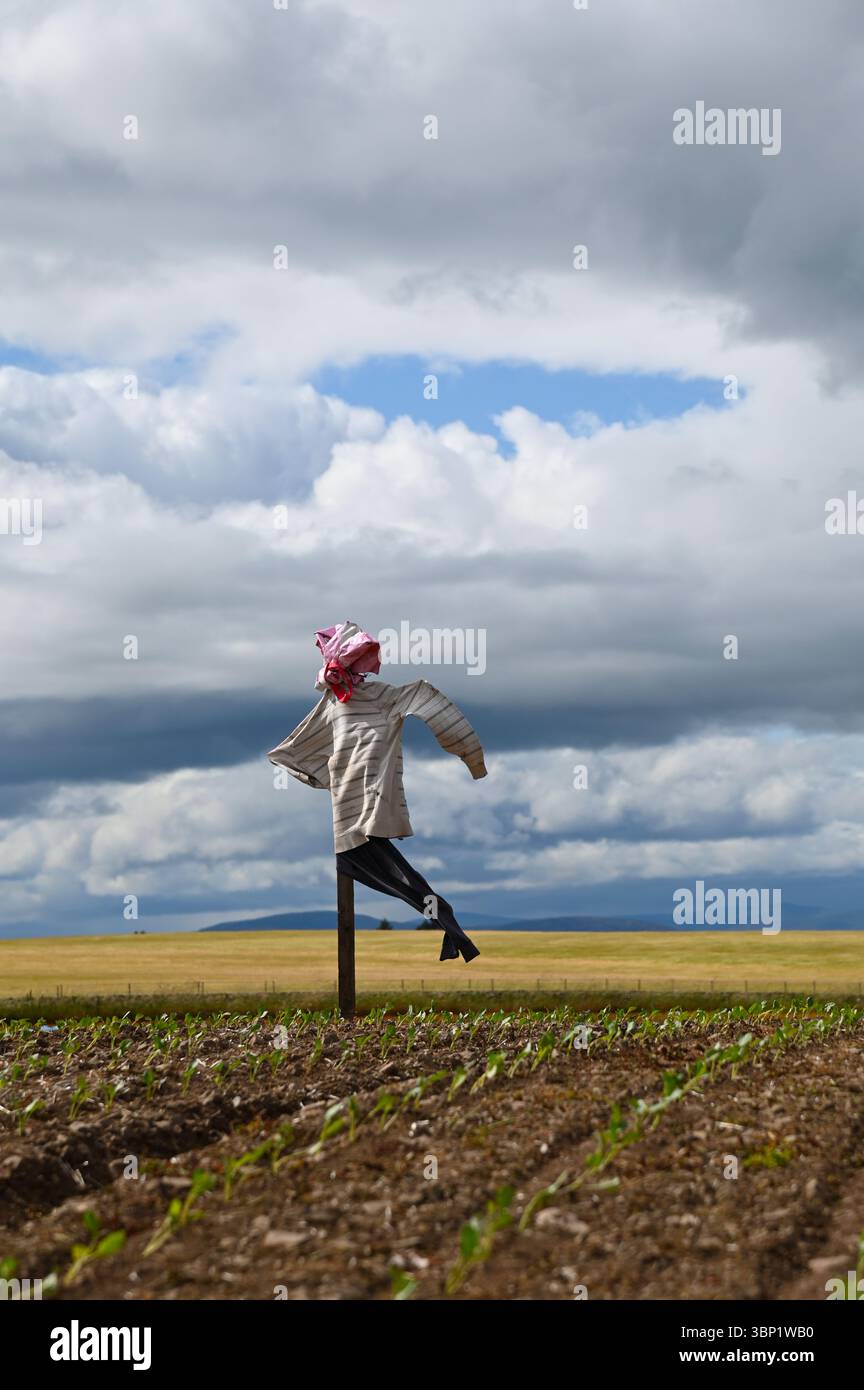 Eine isolierte Vogelscheuche auf einem Hügel bewacht an einem windigen Tag eine Gemüseernte auf einem Feld in Angus, Schottland. Stockfoto
