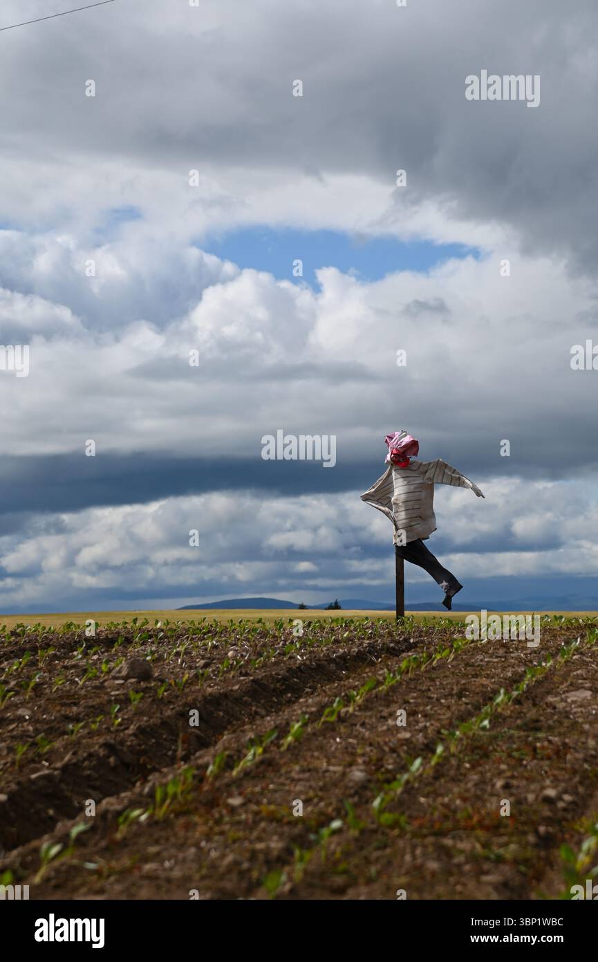 Eine isolierte Vogelscheuche auf einem Hügel bewacht an einem windigen Tag eine Gemüseernte auf einem Feld in Angus, Schottland. Stockfoto