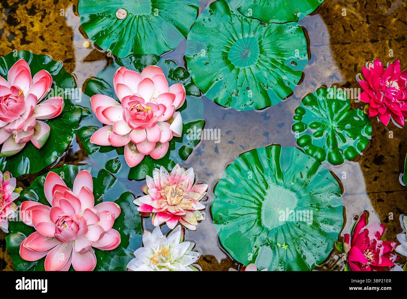 Farbenfrohe künstliche Seerosen und Münzen für Wünsche schweben in einem dekorativen Teich in Leeds Castle, Kent, Großbritannien Stockfoto