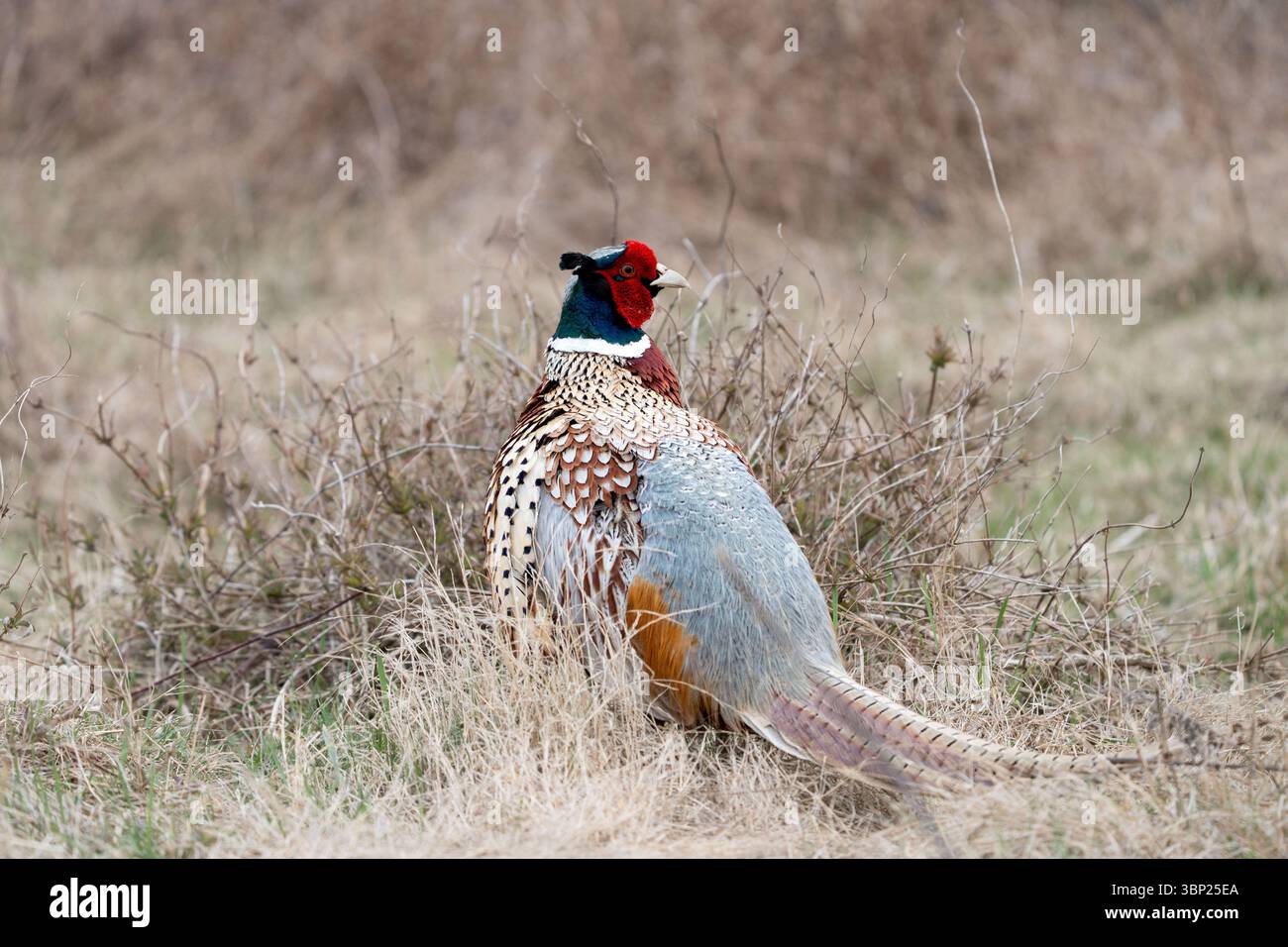 Ein Ring hat Fasan auf einer Wiese an einem bewölkten Tag. Stockfoto