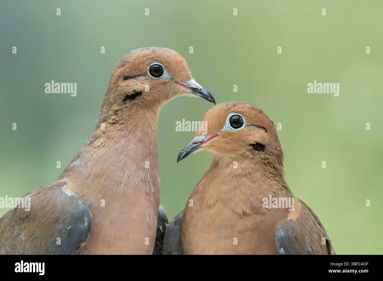 Trauertaube Zenaida macroura Stockfoto