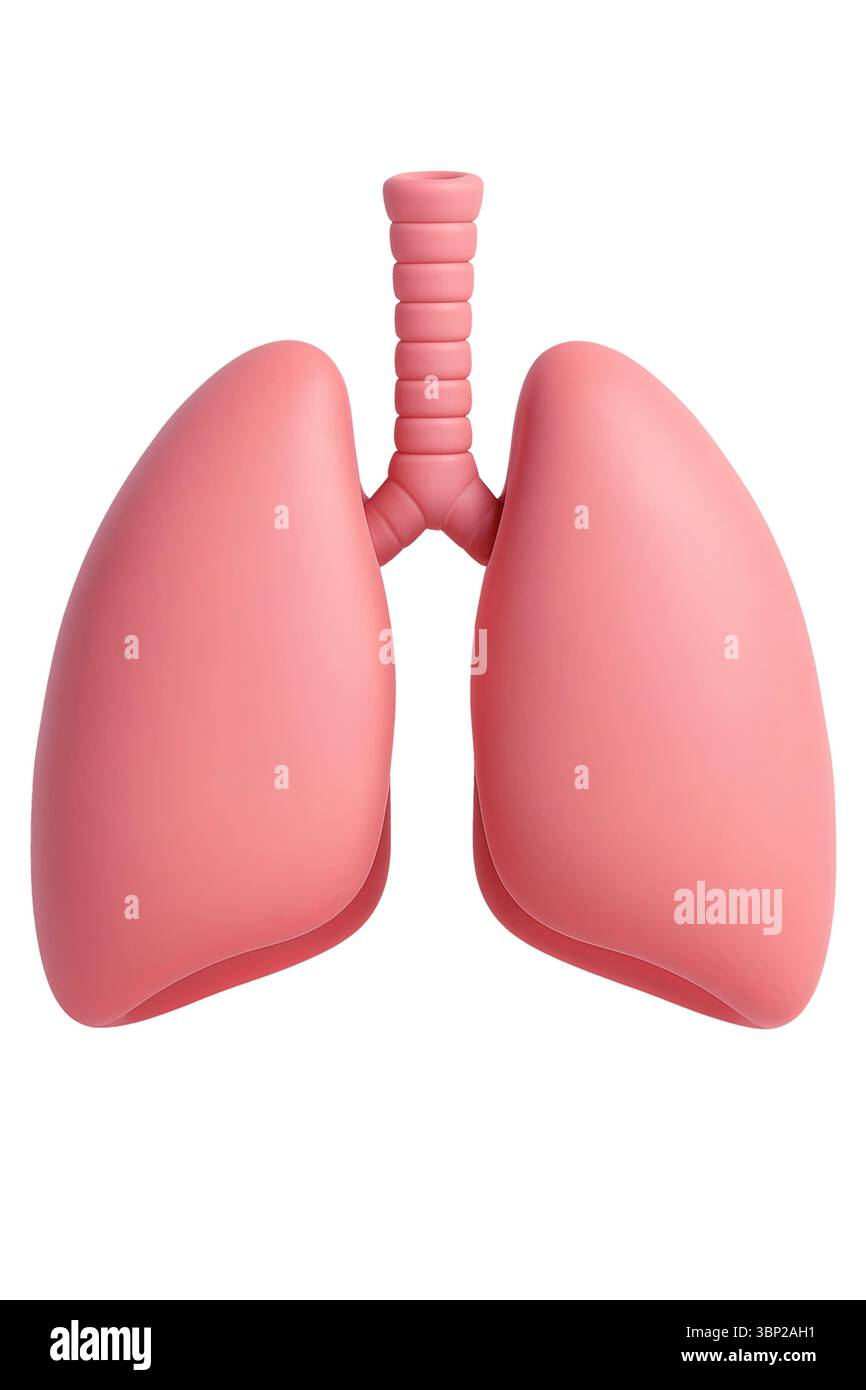 Eine Illustration menschlicher Lungen und Luftröhre vor schwarzem Hintergrund. Die Lungen sind rosa und symmetrisch. Stockfoto
