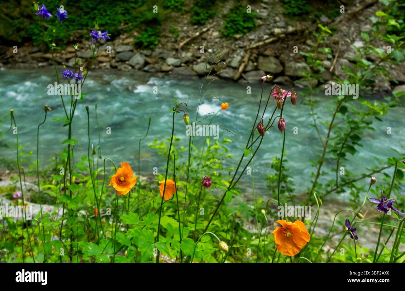 Ein Bergfluss mit klarem, türkisfarbenem, klarem Wasser, mit felsigem Bett und Ufern in Bayern Stockfoto