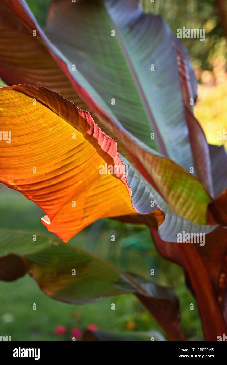 Musa Rote Abessinische Banane - Ensete ventricosum Maurelli Stockfoto