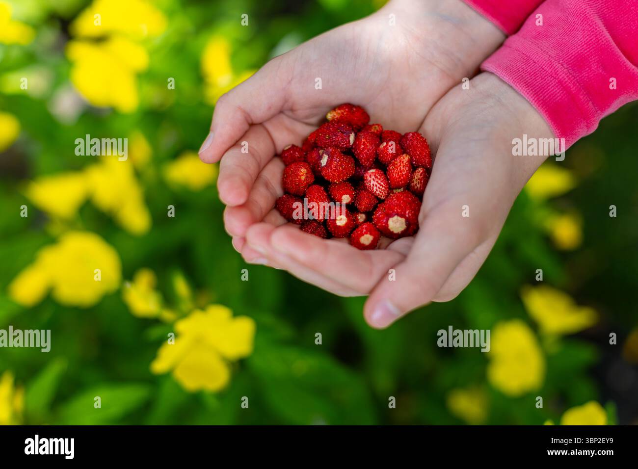 Kind, das wilde Erdbeeren im Garten hält. Nahaufnahme eines Kindes mit frisch gepflückten wilden Erdbeeren mit einem leuchtend grünen und gelben Blumenmuster Stockfoto