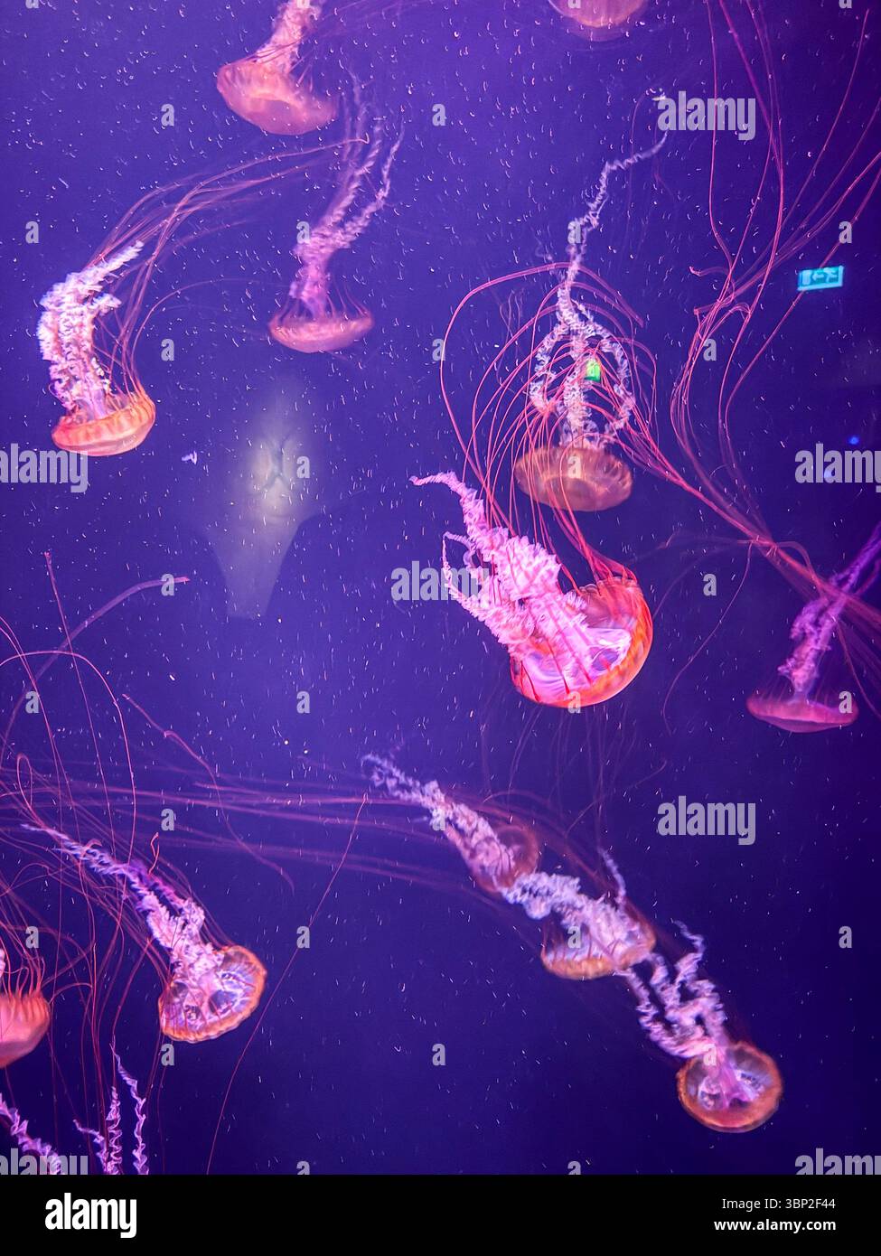 Mehrere Quallen schweben in einem dunkelblauen Wasser mit rosa/roter Farbe. Die Szene wird von oben beleuchtet. Stockfoto