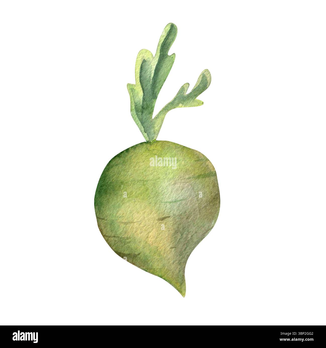 Aquarellillustration des frischen Daikon Rettich Hand gezeichnet isoliert auf weißem Hintergrund für Stoff, Textil, Drucke, Design Stockfoto