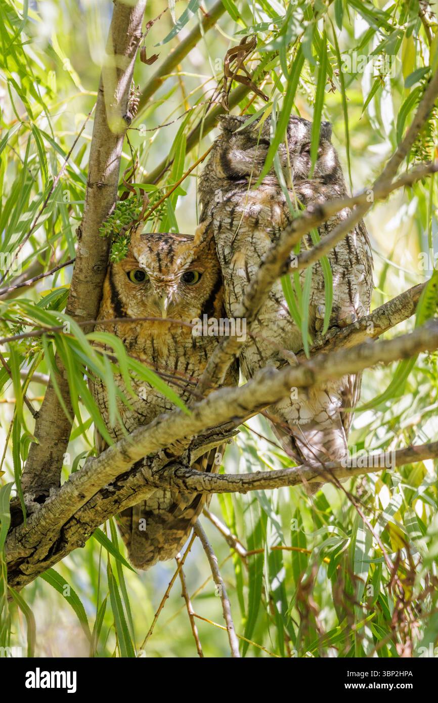 Ein Paar tropische Kreiseleule (Megascops choliba), die auf einem Baumzweig thront. Stockfoto