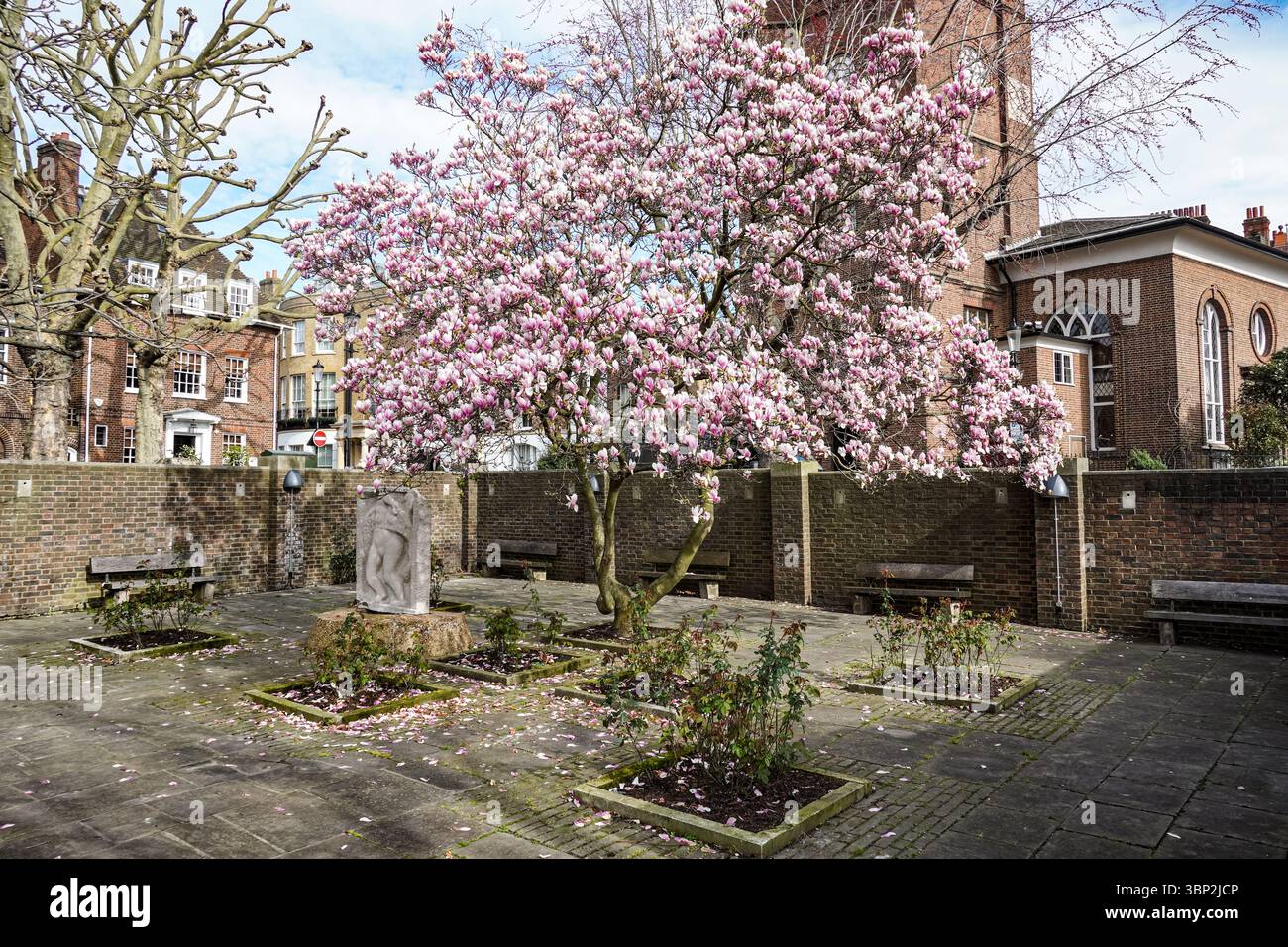 Blühender Magnolienbaum in Ropers Gardens, Chelsea, London, England, Vereinigtes Königreich, UK Stockfoto